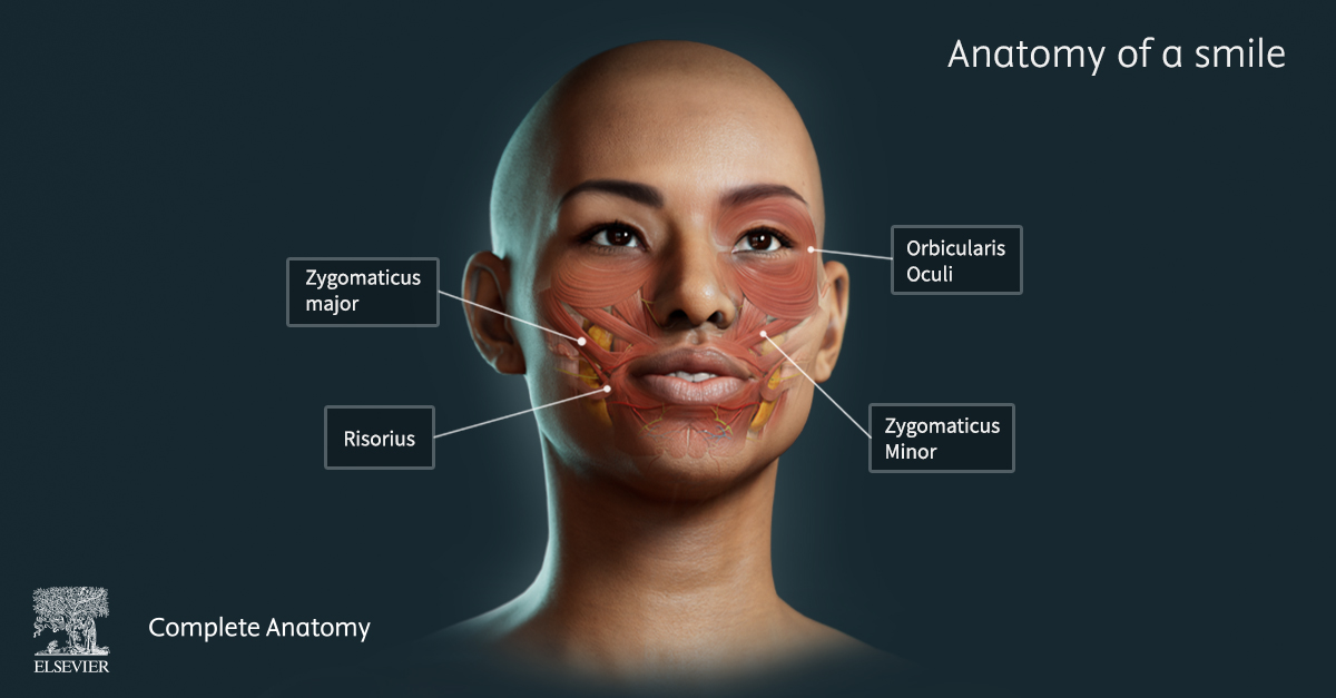 Image of the anatomy of a smile