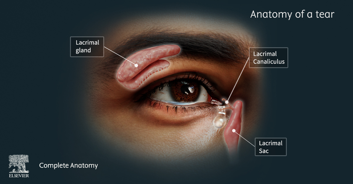 Image of the eye close-up, showing where the lacrimal gland, lacrimal canaliculus and lacrimal sac are located.