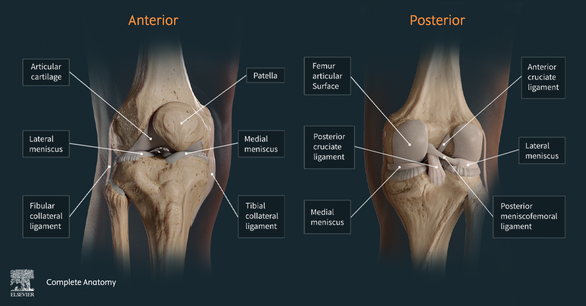 Image of the ligaments of the knee