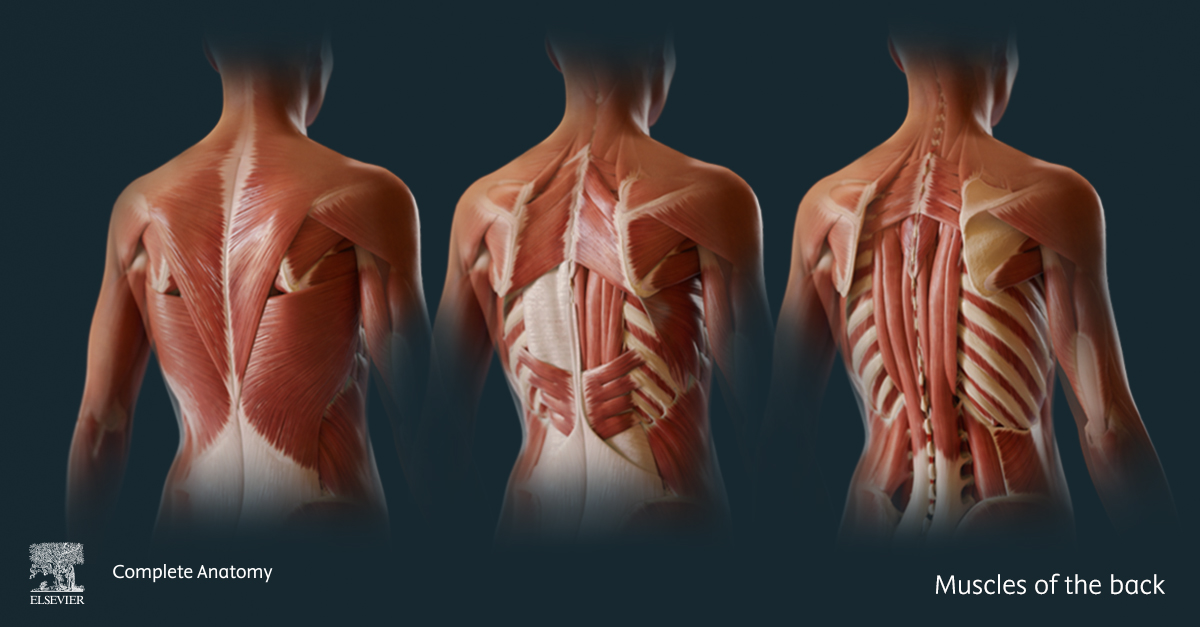 Three models showing the muscles of the back, including the superficial, intermediate and intrinsic back muscles