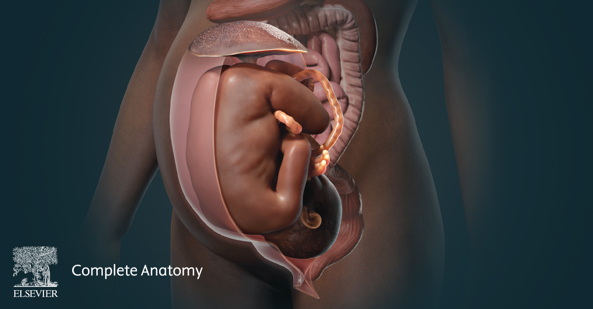 Image showing a developing fetus inside a dark-skinned female