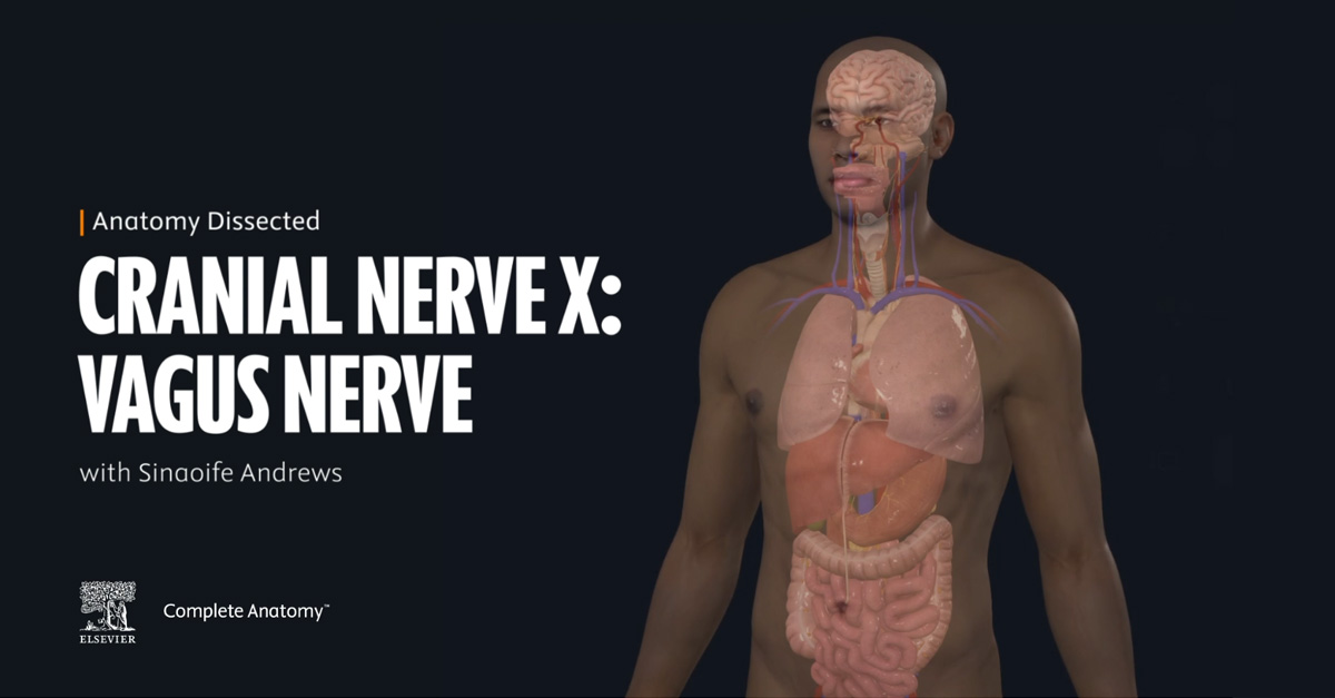 Cranial Nerve - Vagus Nerve